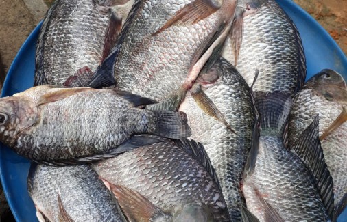 Poço Branco Notícias