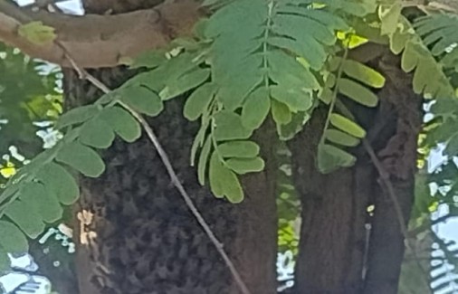 Poço Branco Notícias