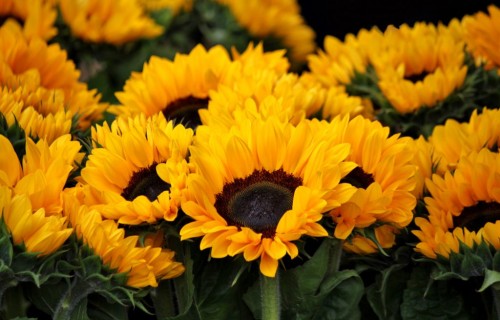 Poço Branco Notícias